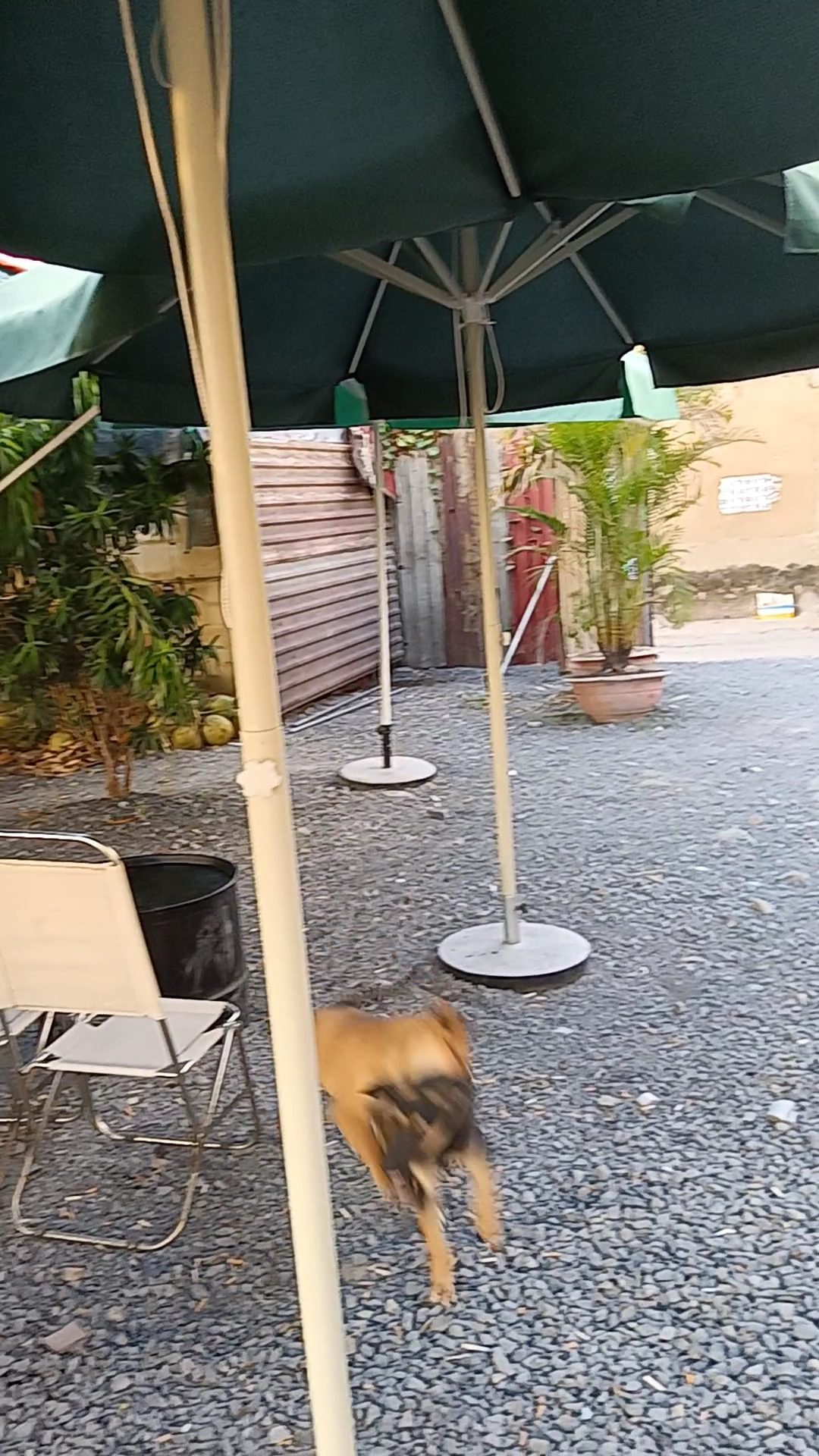 Cafe Võng Sân Vườn Ao Sen