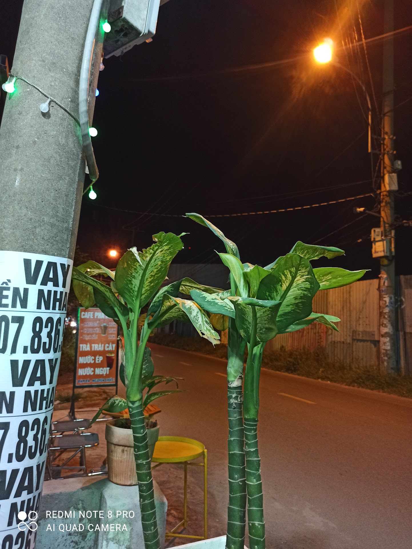 COFFEE & TEA SULI HOUSE