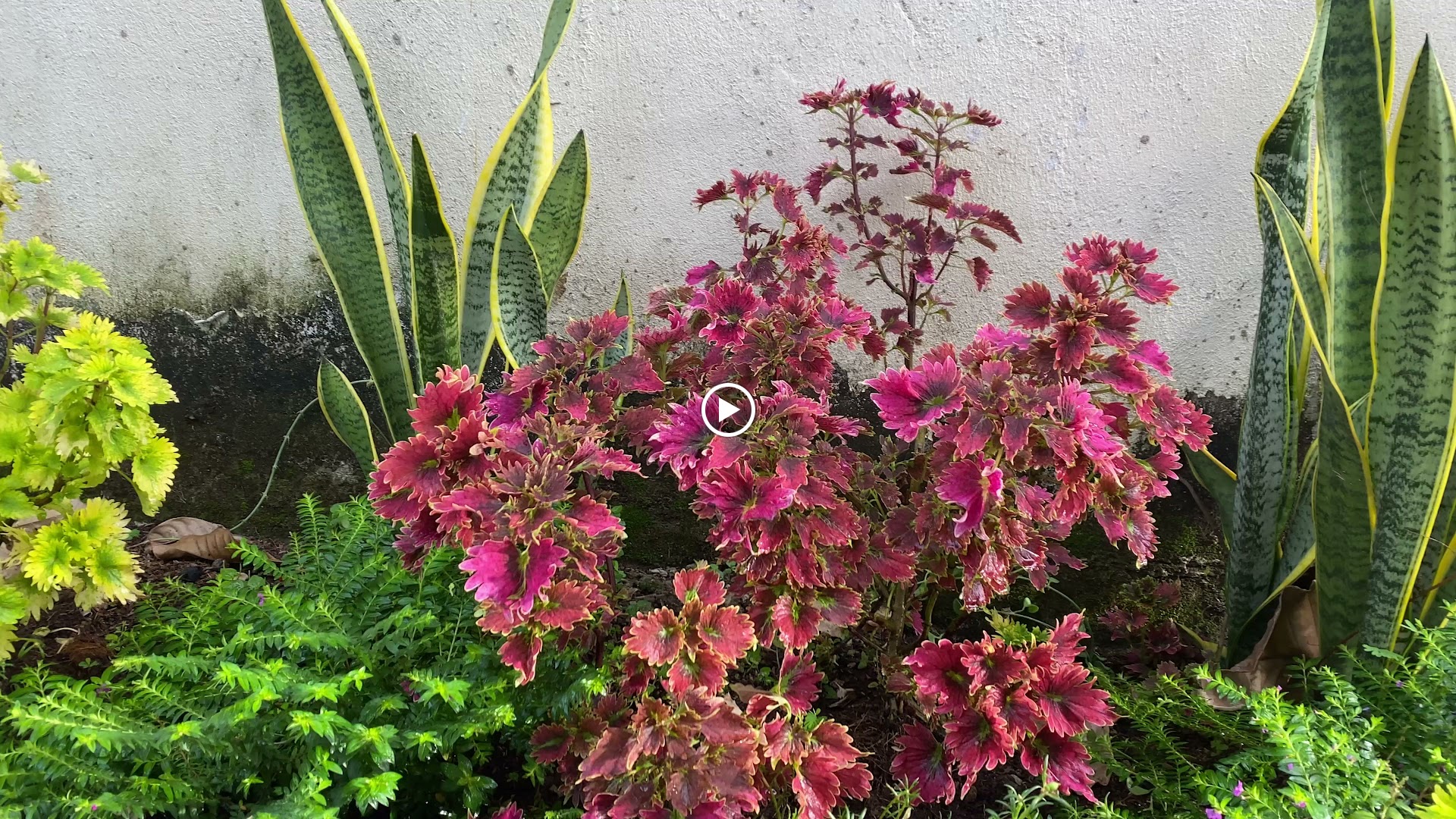 CÀ PHÊ PHỐ (Coffee & Billiard Phố)