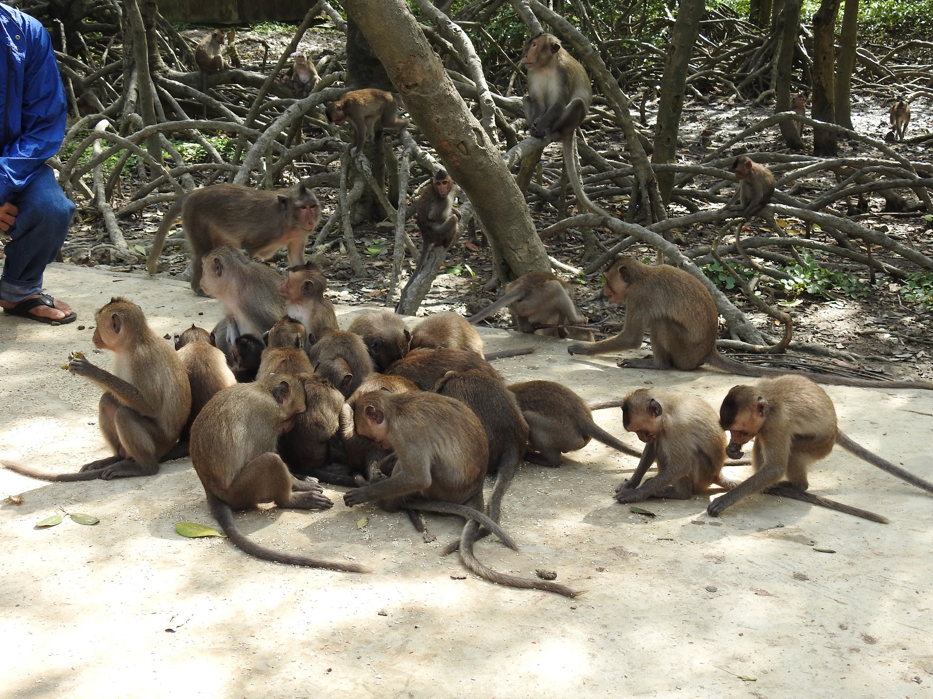 Khu căn cứ Vàm Sát Đảo Khỉ