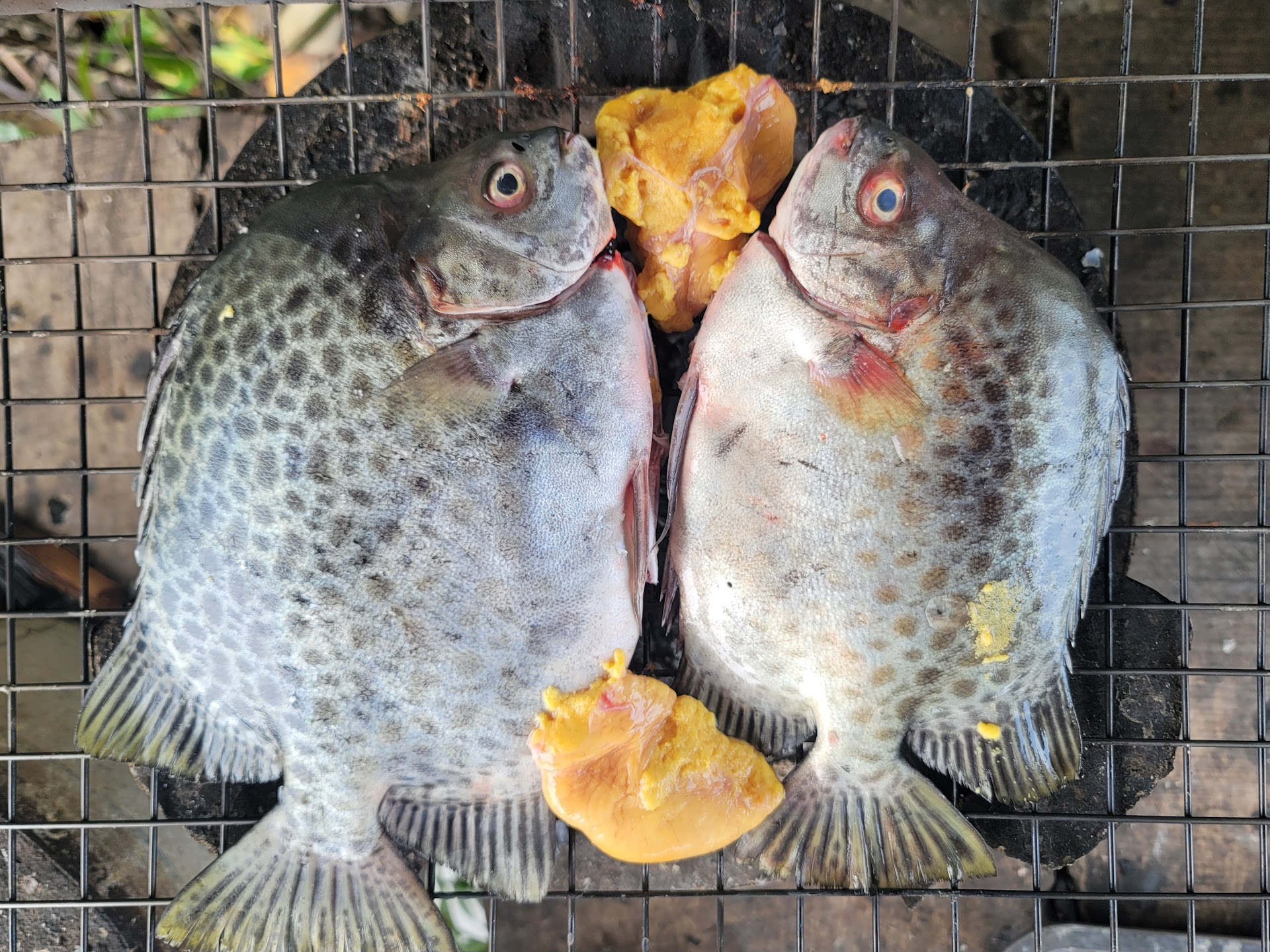 Bè hào Đực Huệ