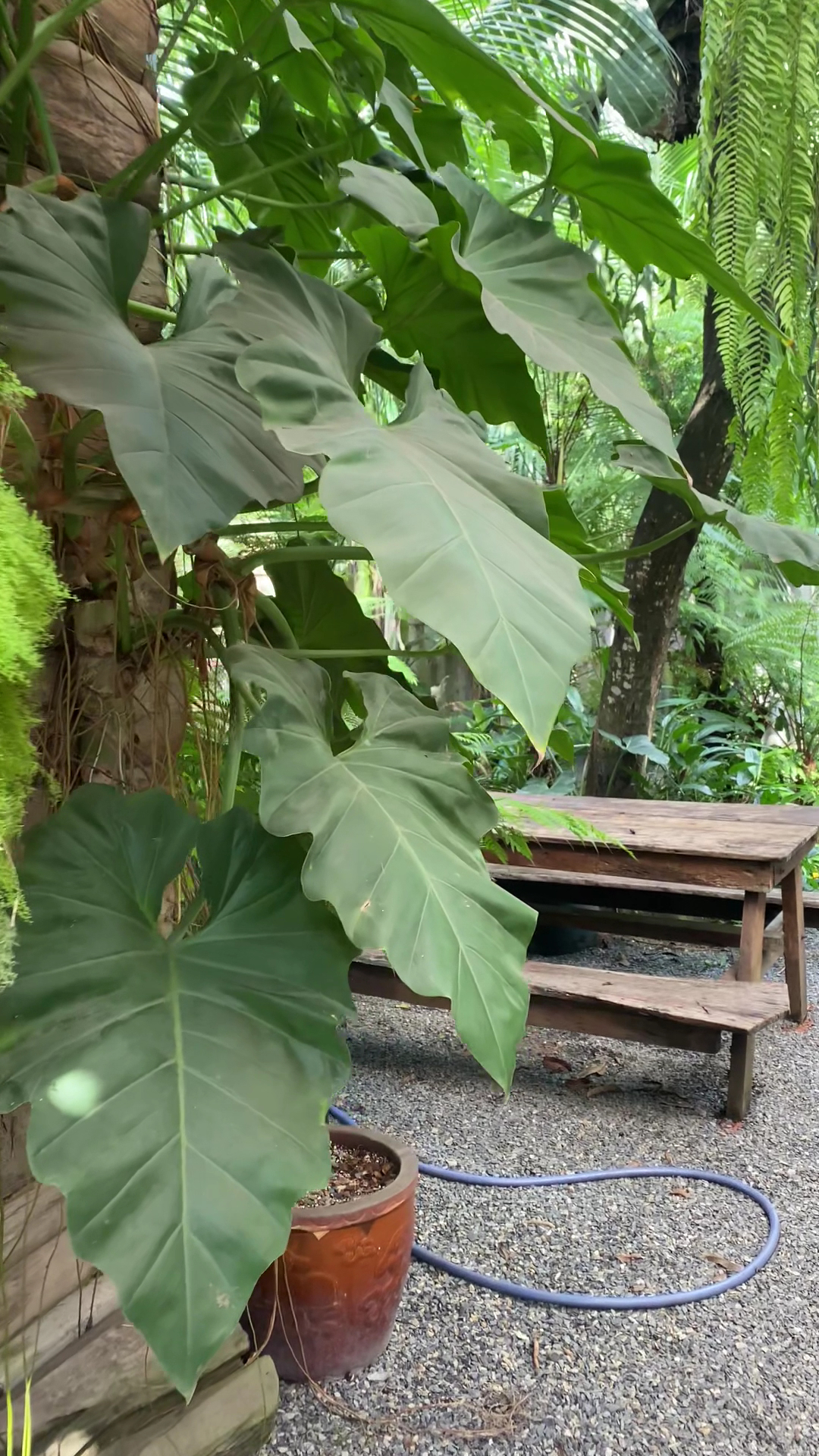 Tiệm Cà Phê Mây