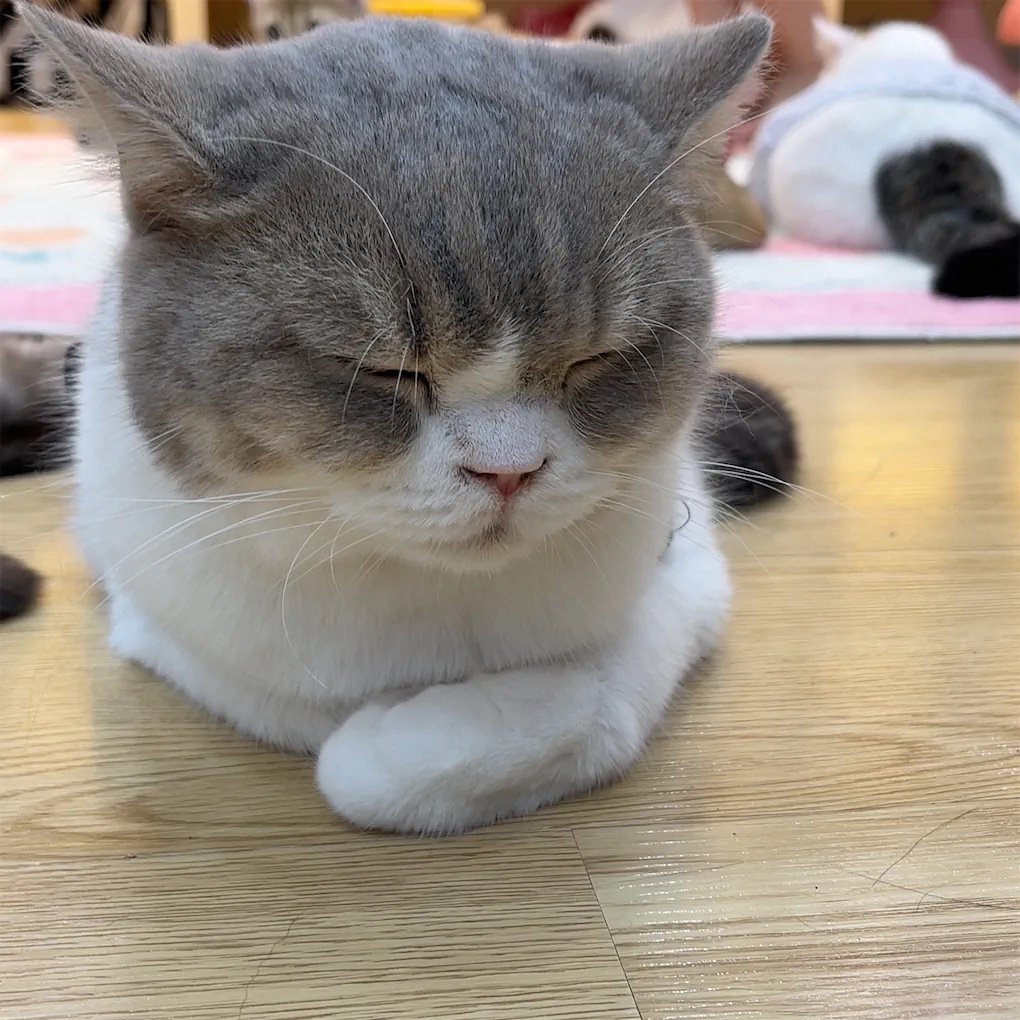 Katty Coffee - Cafe Mèo Hà Nội