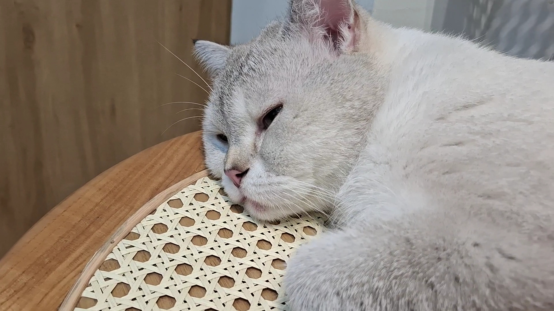 Katty Coffee - Cafe Mèo Hà Nội