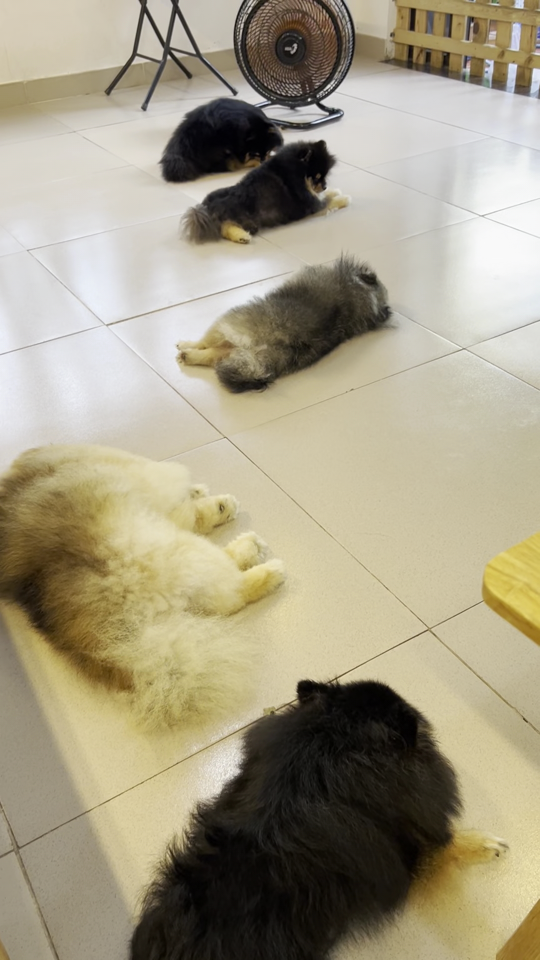 GIANG POMERANIAN HOUSE - PET COFFEE - CÀ PHÊ THÚ CƯNG