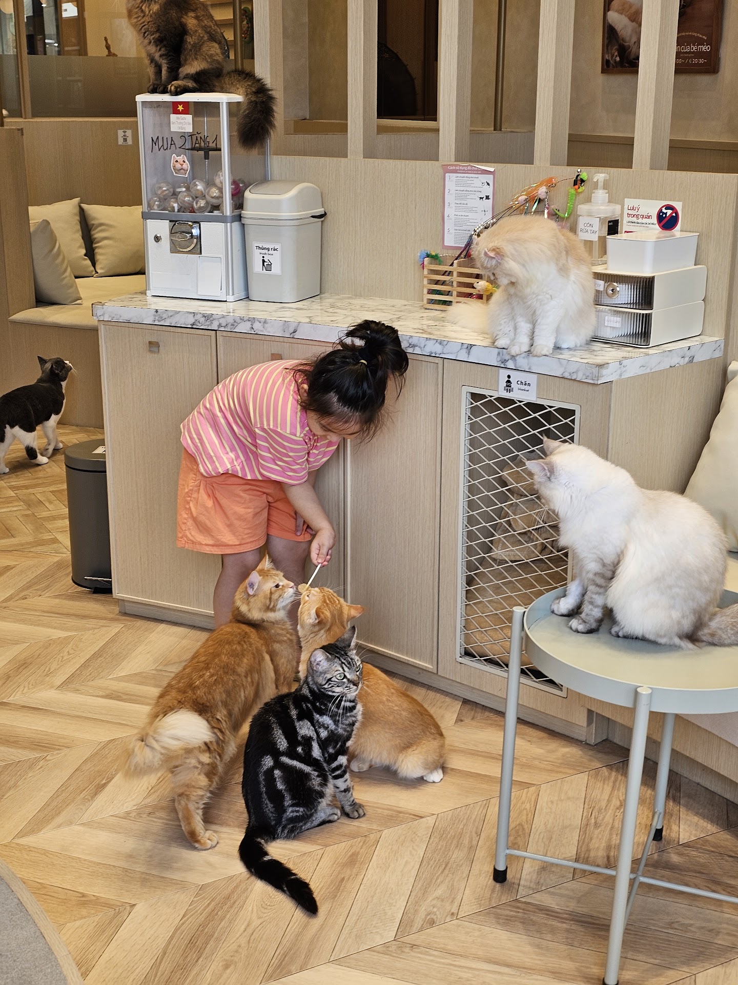 Cat cafe Mocha Aeon Mall Hà Đông Store