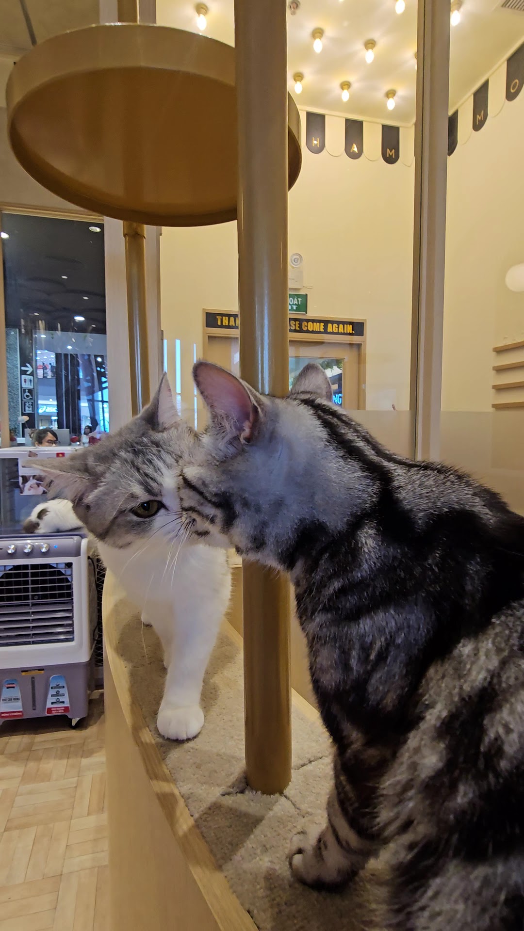 Cat cafe Mocha Aeon Mall Hà Đông Store