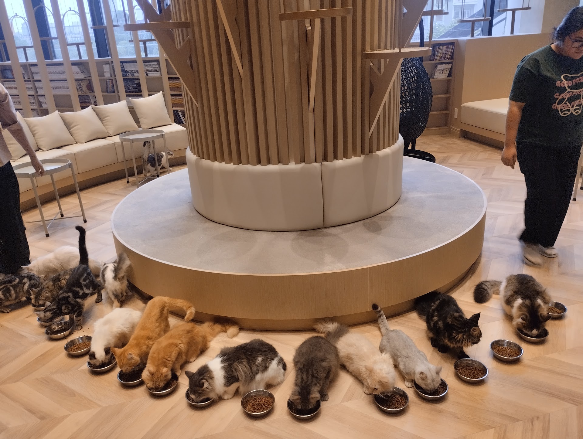 Cat cafe Mocha Aeon Mall Hà Đông Store