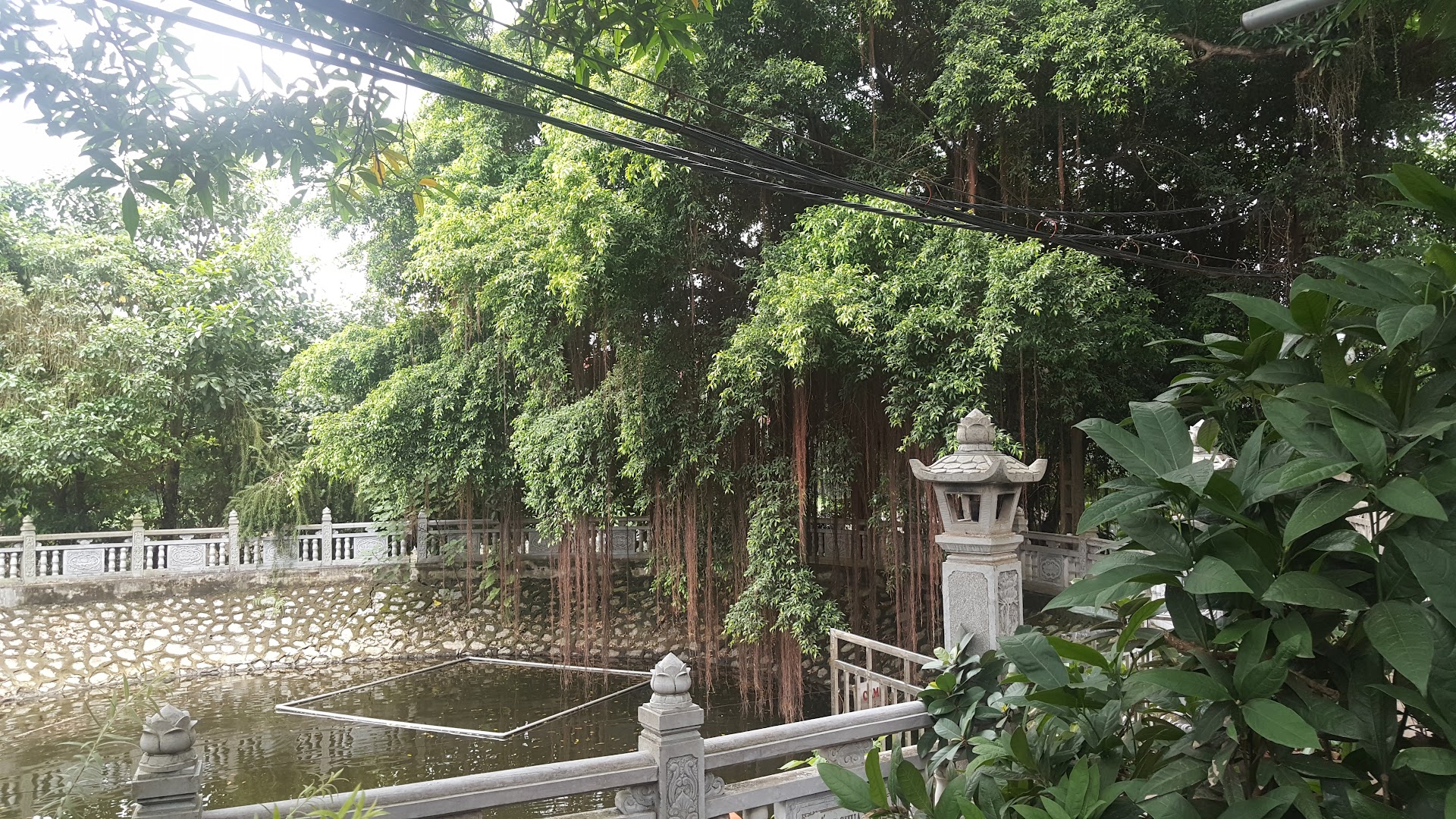 Quán Mèo Giang Béo Cự Đà