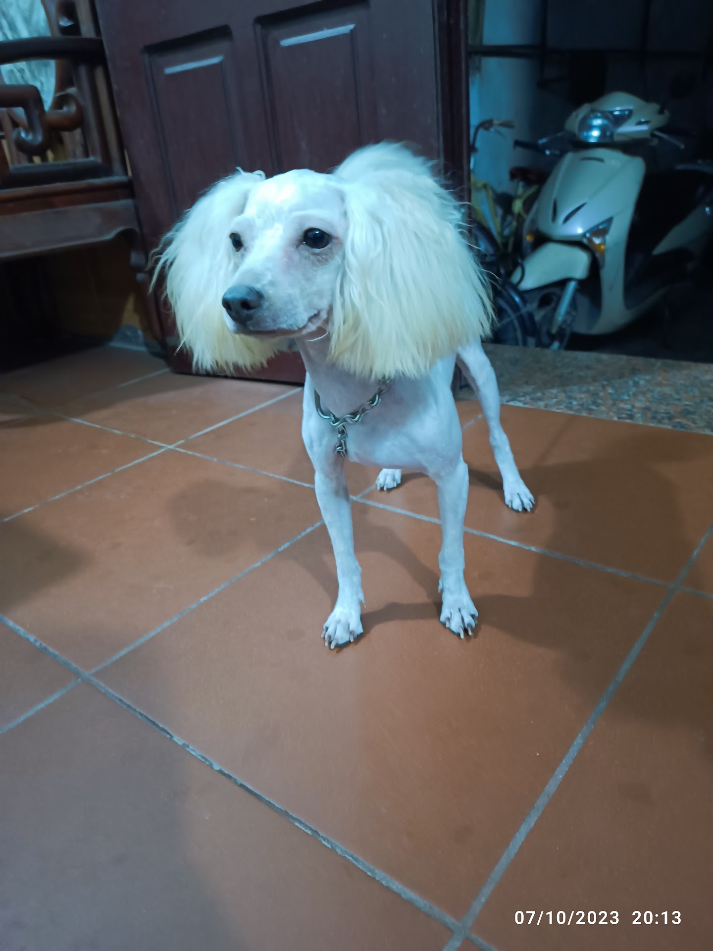 Pet World - Thế Giới Thú Cưng