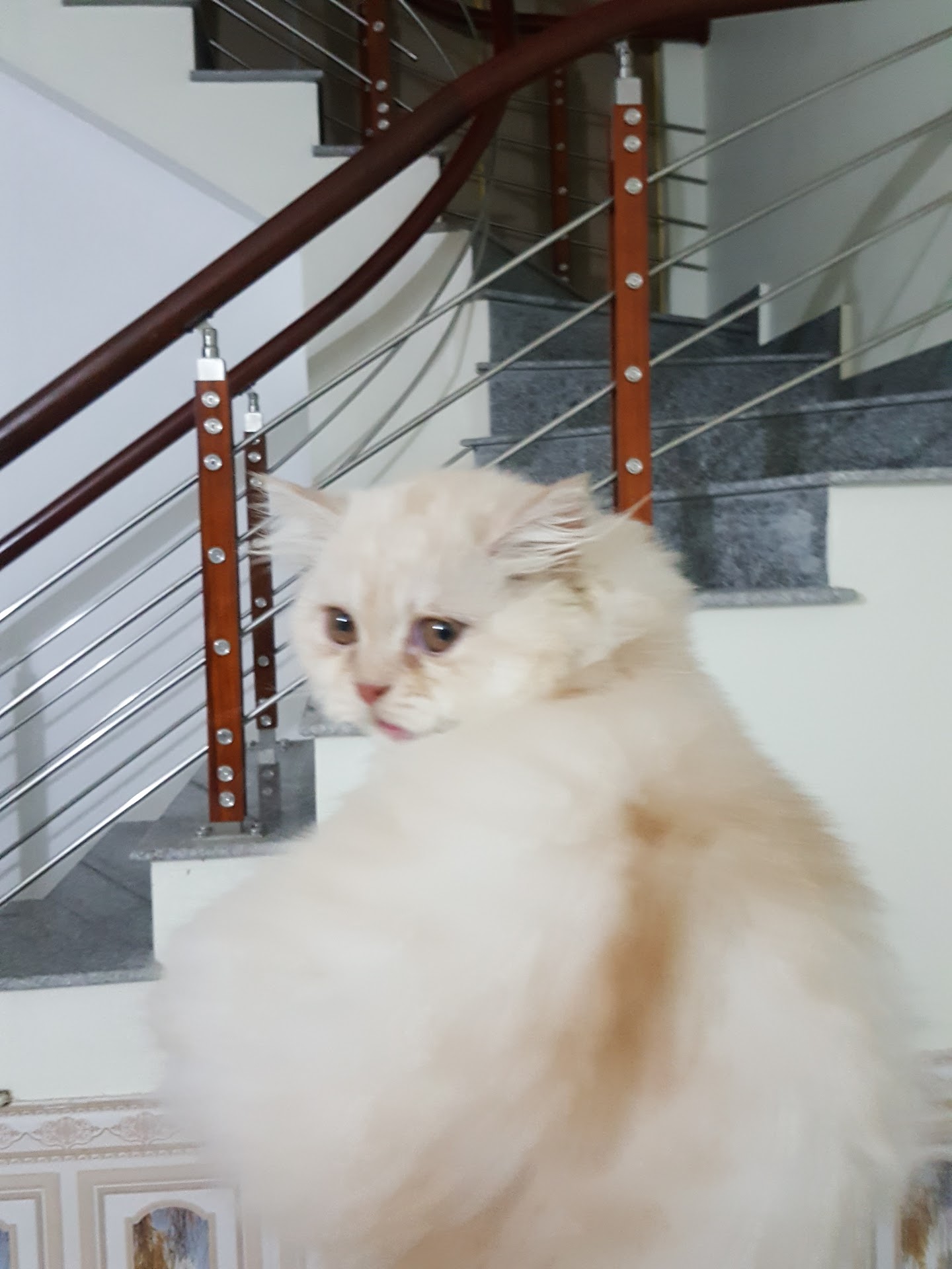 Pet World - Thế Giới Thú Cưng