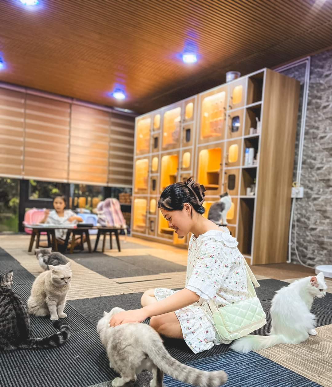 Gu Cat cafe