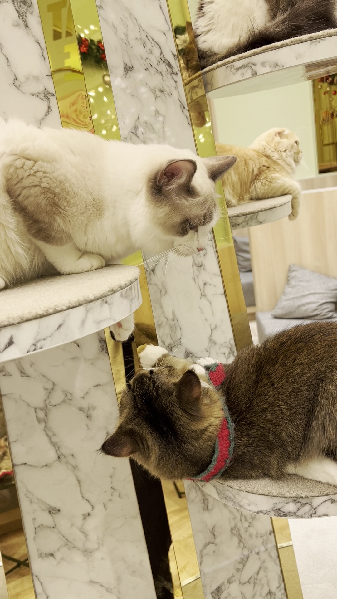 Cat cafe Mocha Aeon Huế Store