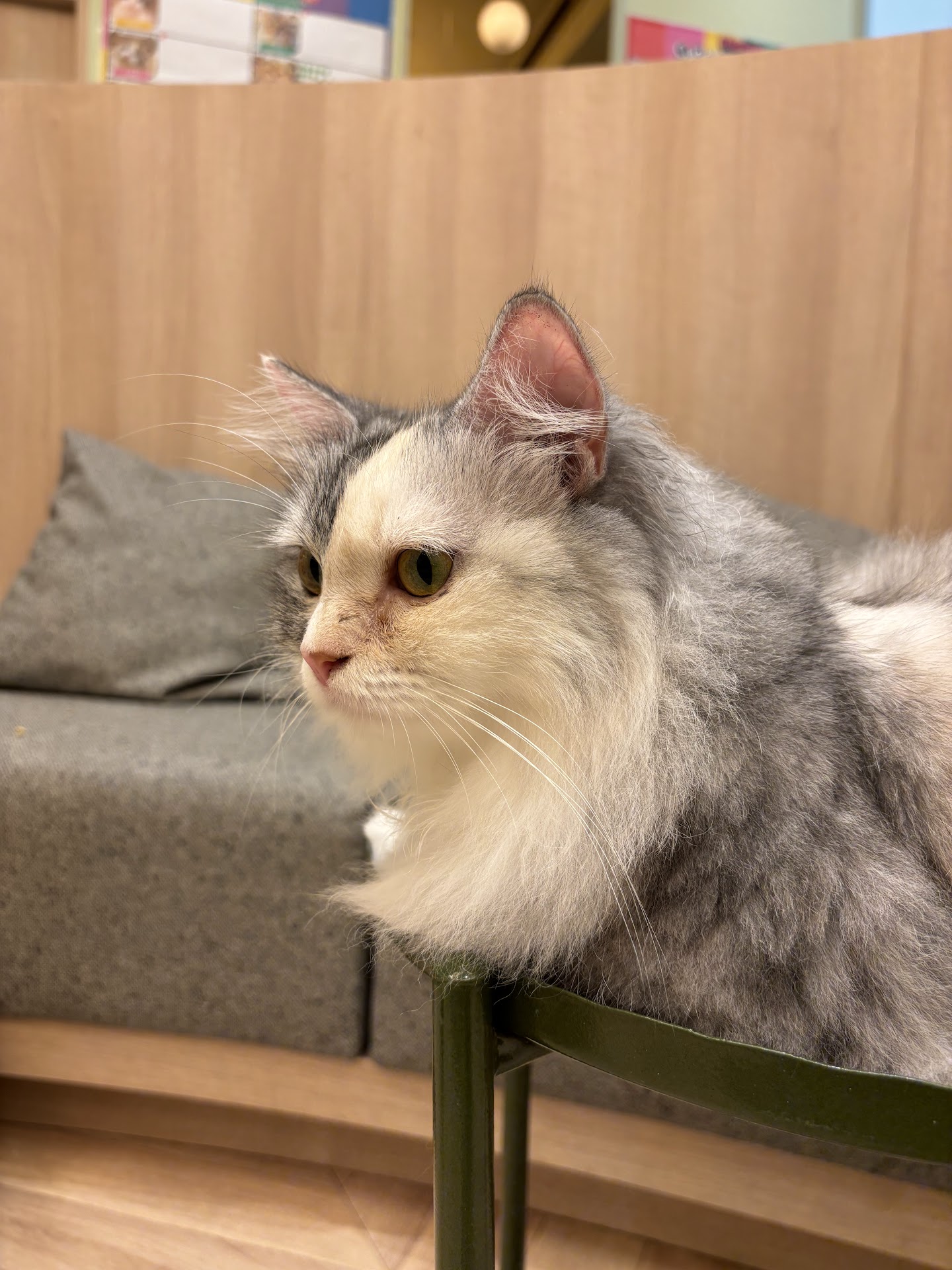 Cat cafe Mocha Aeon Huế Store