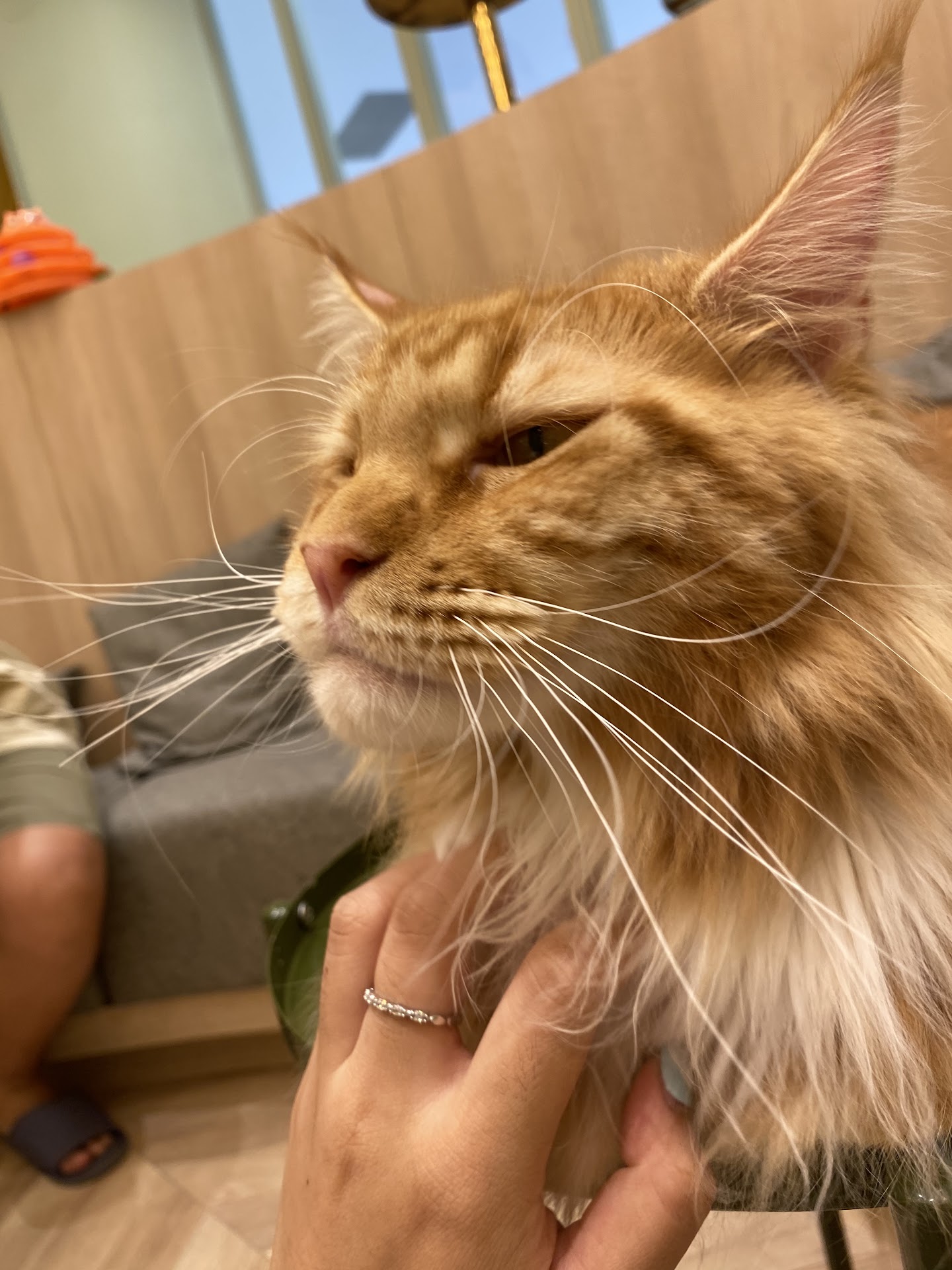 Cat cafe Mocha Aeon Huế Store