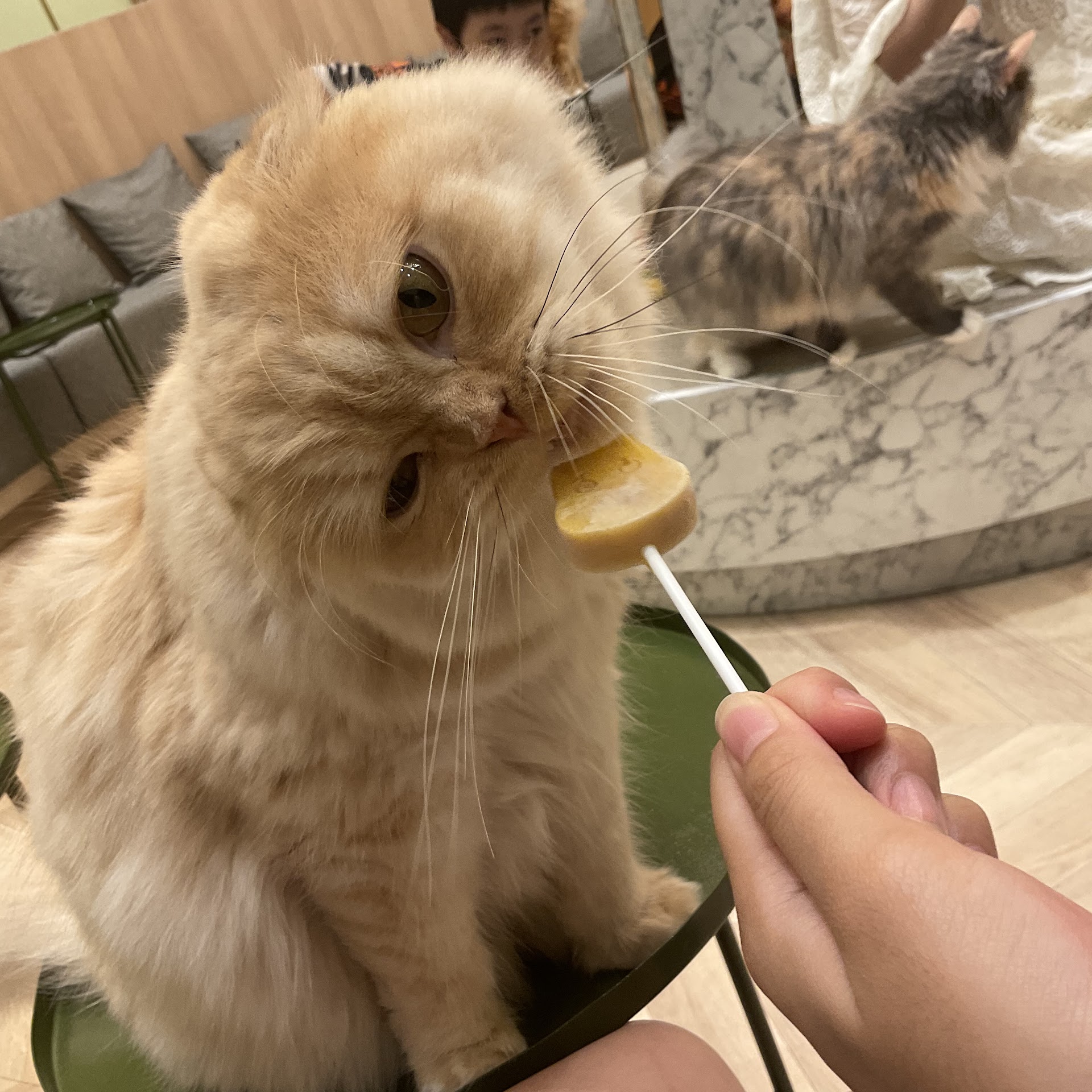 Cat cafe Mocha Aeon Huế Store