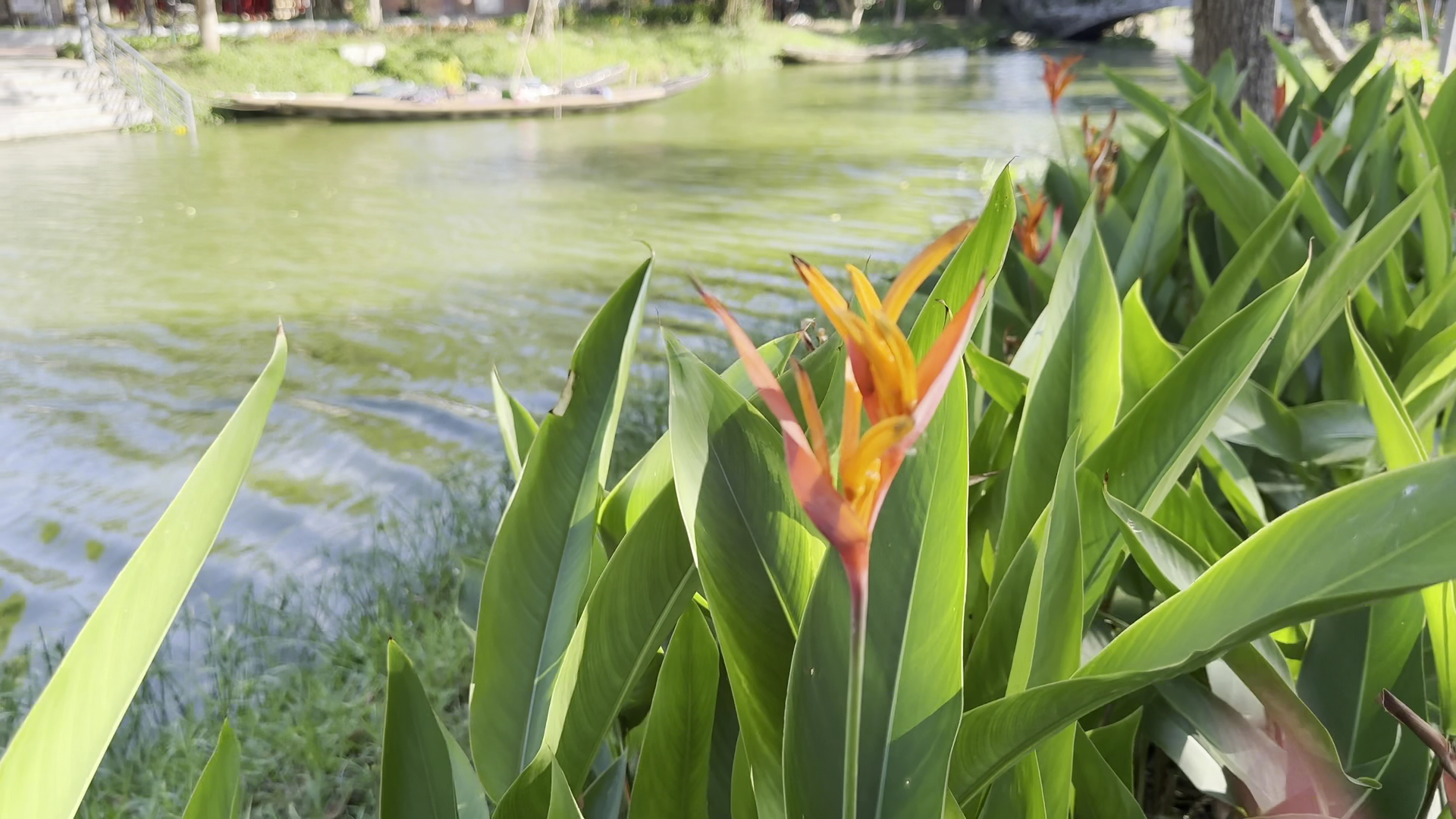 Cầu ngói Thanh Toàn