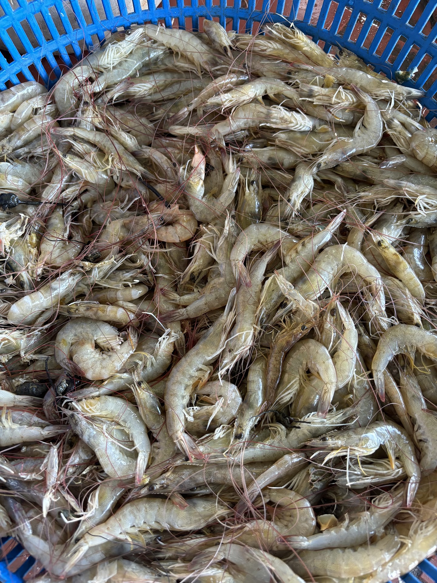 Bánh lọc O Hương - Bánh lọc Mỹ Chánh Quảng Trị