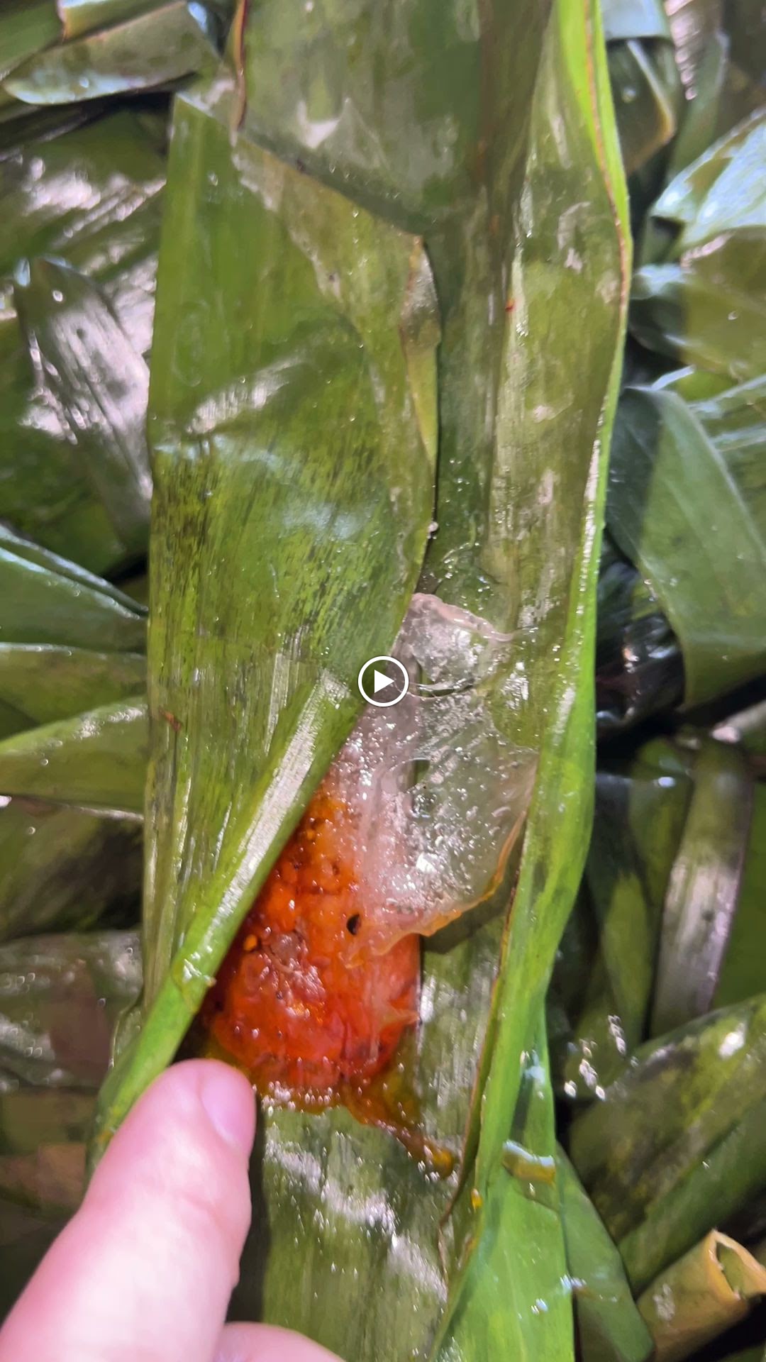 Bánh lọc O Hương - Bánh lọc Mỹ Chánh Quảng Trị