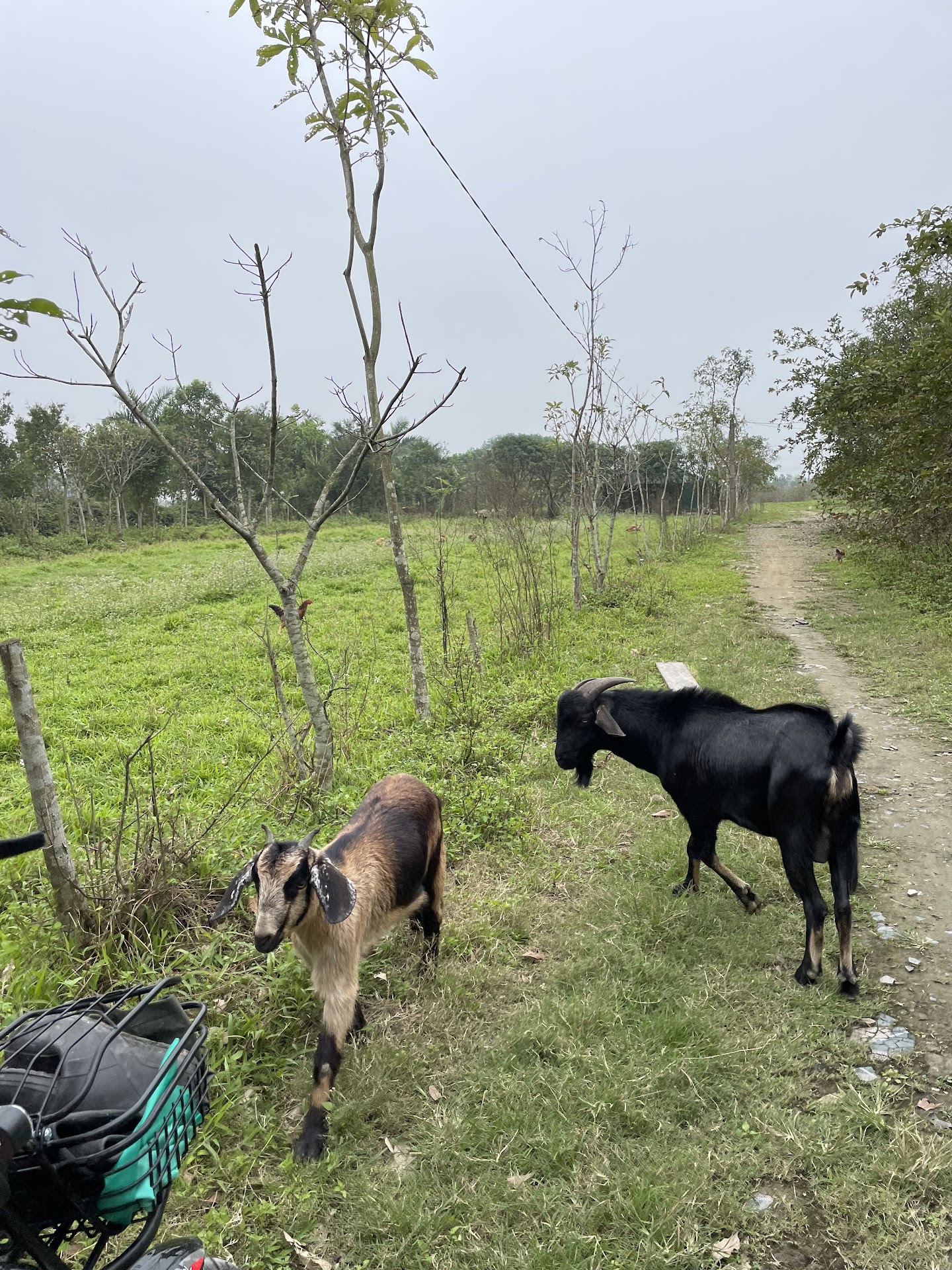 Trang trại Lộc Vừng