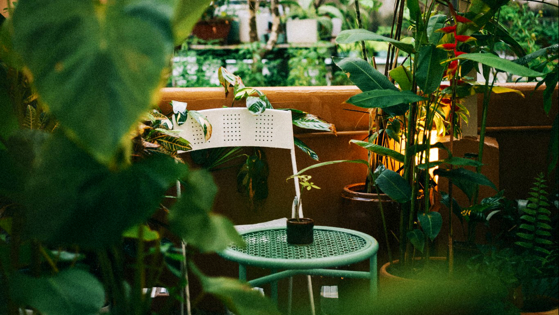 Xào Xạc cafe & plants