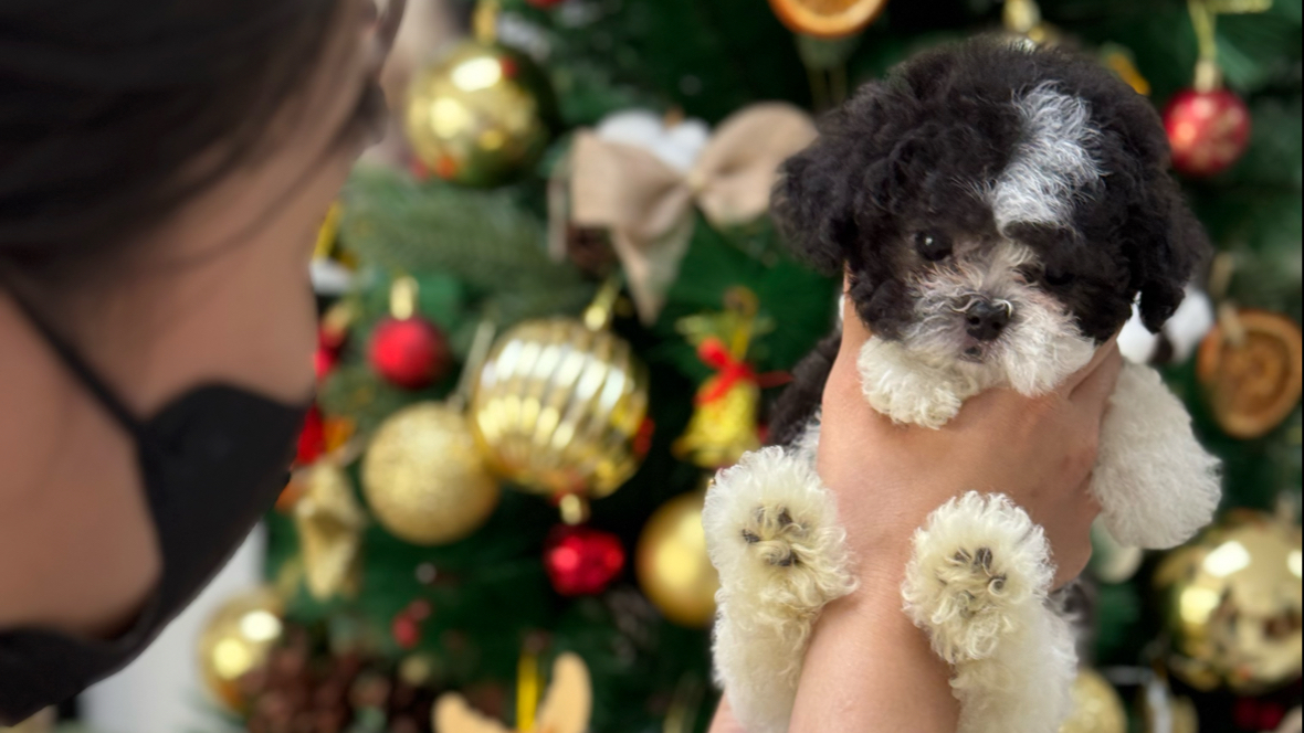 Lanlan Pet Coffee & Tea - Quán Cafe chó, cafe thú cưng quận 2