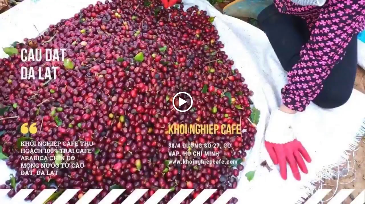 Khởi Nghiệp Cafe - Nhà Rang & Dạy Học Pha Chế Cà Phê Barista