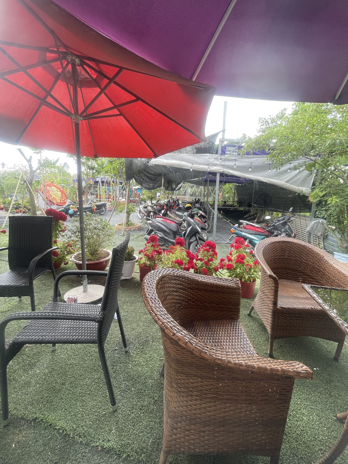 CÀ PHÊ SÂN VƯỜN BÊN SÔNG 1979.