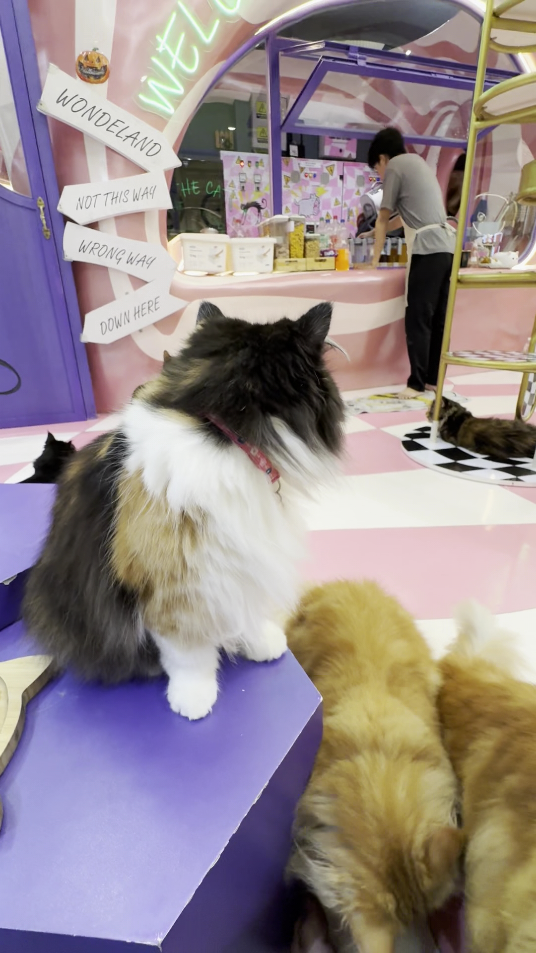 Cafe mèo CATFE Aeon Bình Tân