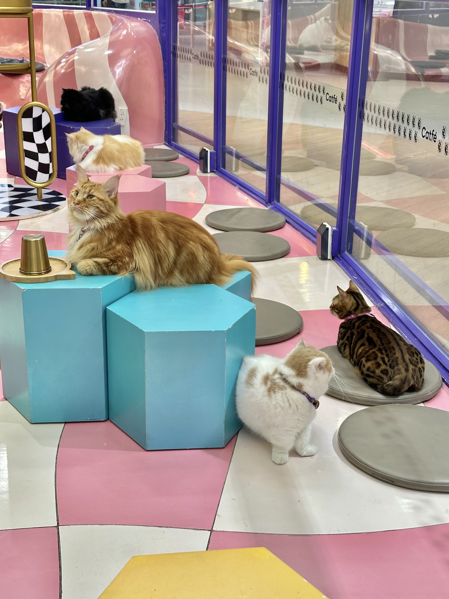 Cafe mèo CATFE Aeon Bình Tân
