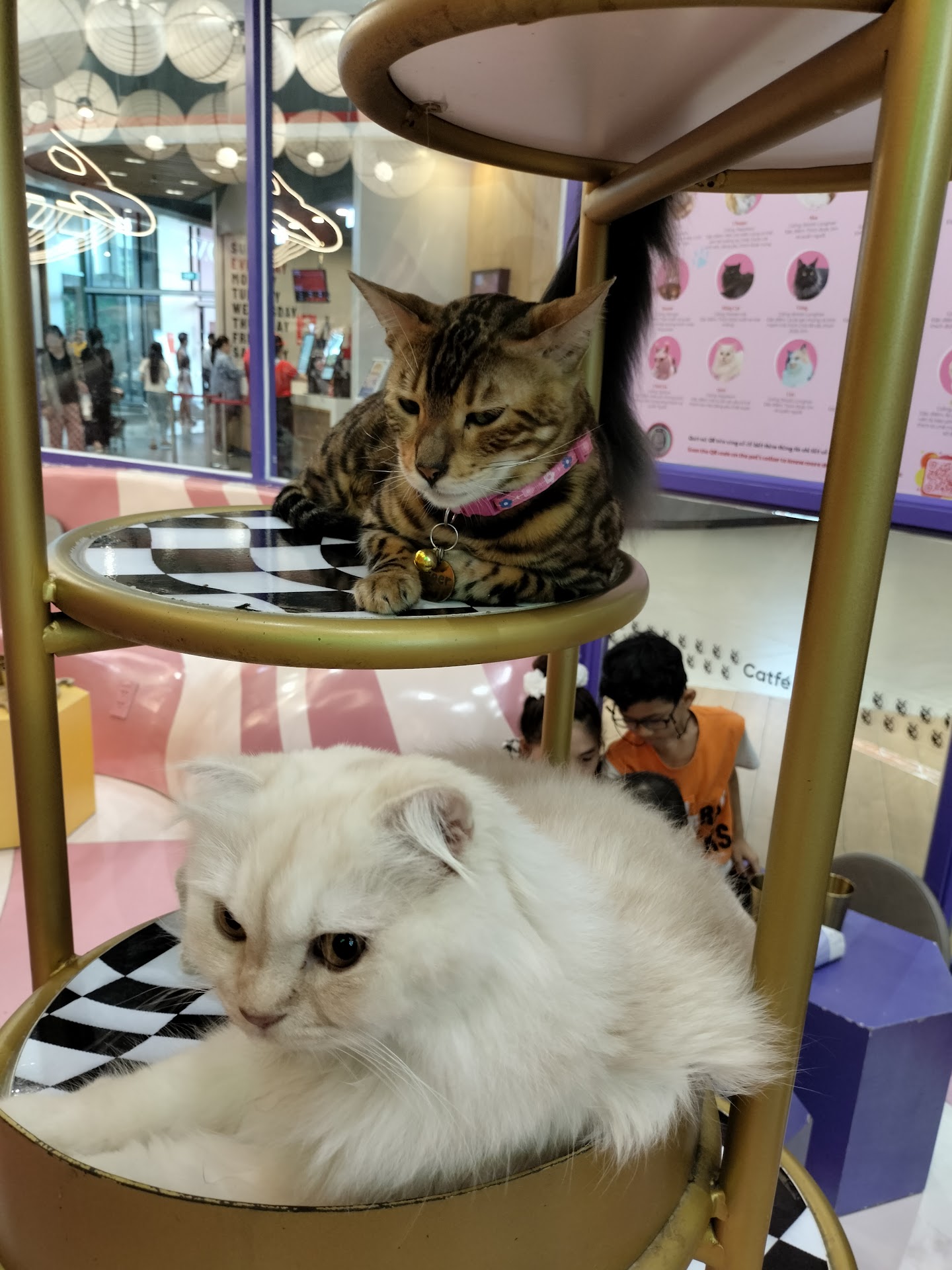 Cafe mèo CATFE Aeon Bình Tân