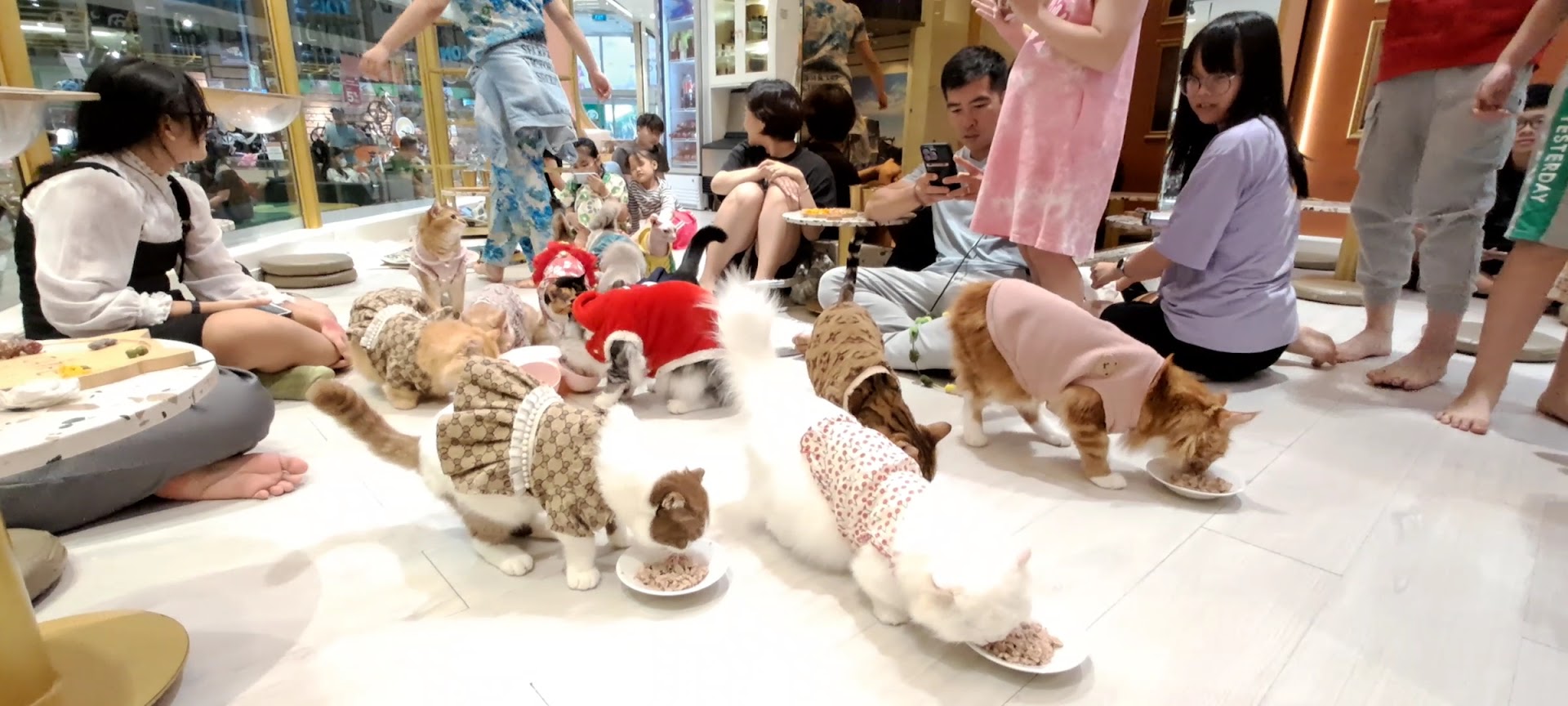 CATFE cat cafe - Aeon Tân Phú