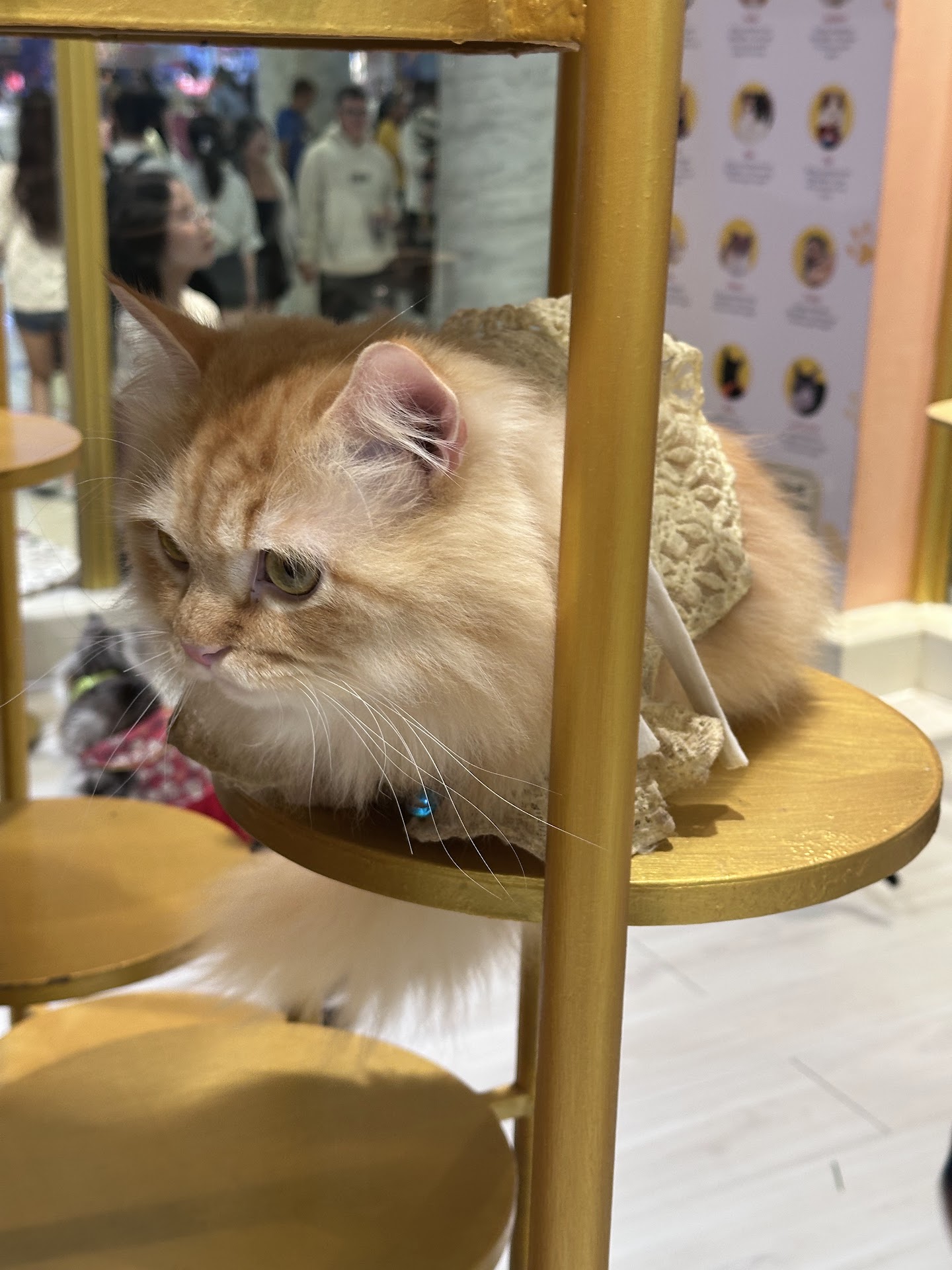 CATFE cat cafe - Aeon Tân Phú