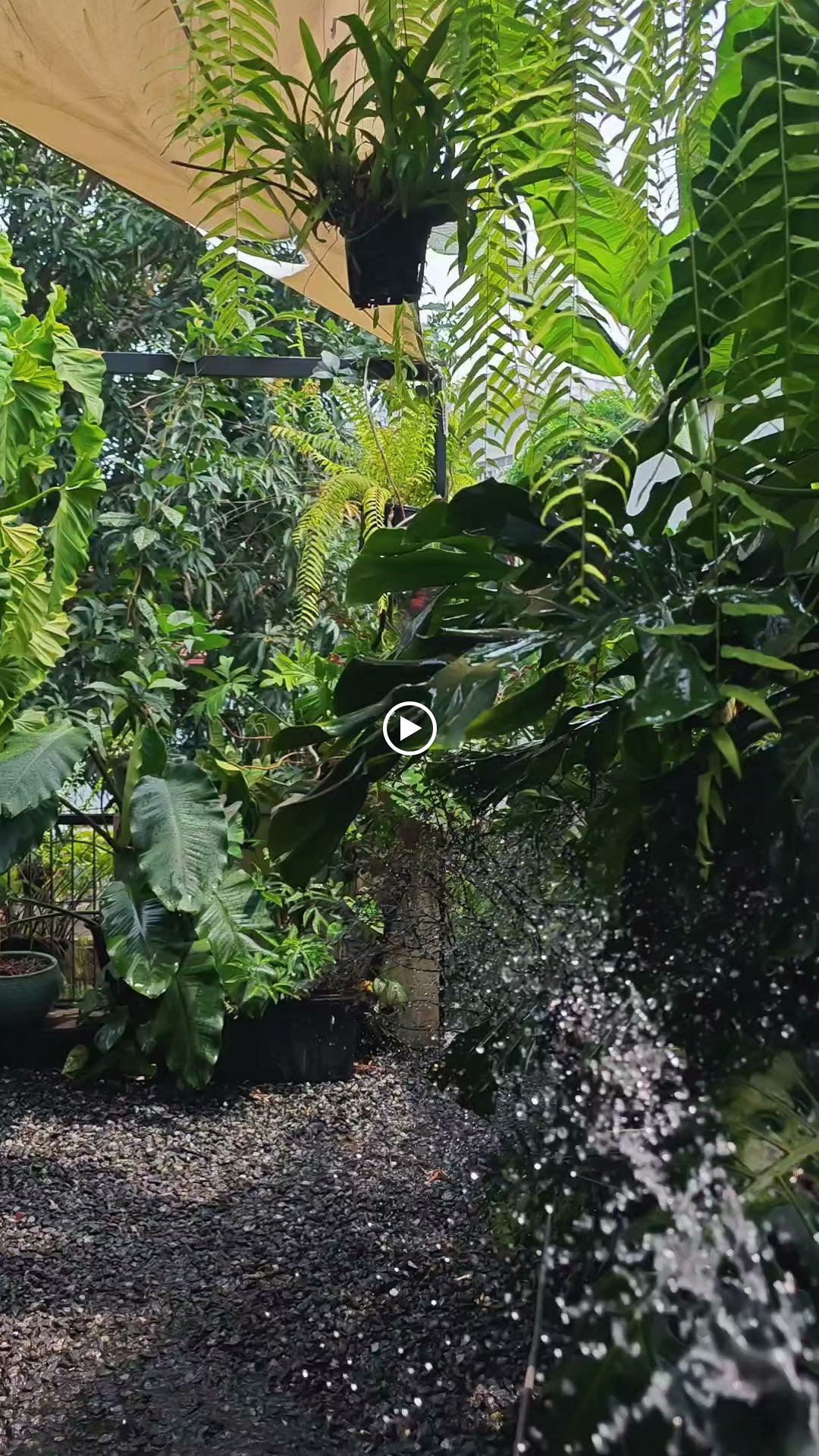 Gulu Home cafe & aroids