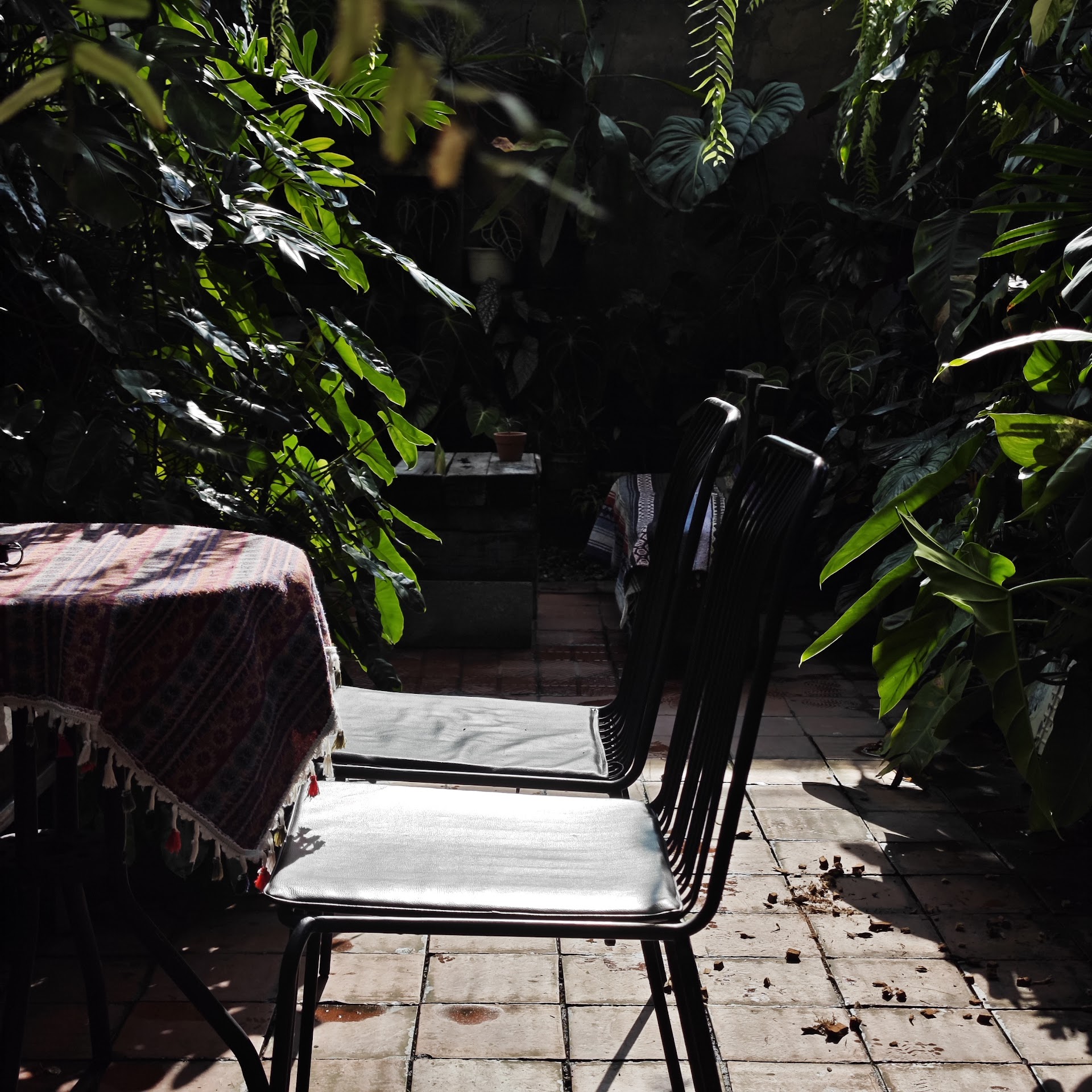 Gulu Home cafe & aroids